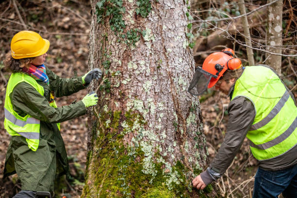 Best Fruit Tree Pruning  in Badin, NC