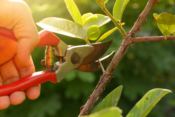 Best Root Management and Removal  in Badin, NC